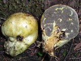 Truncocolumella citrina image