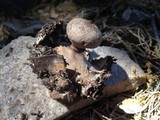 Geastrum hieronymi image