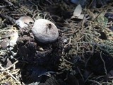 Geastrum hieronymi image