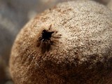 Geastrum hieronymi image