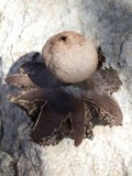 Geastrum hieronymi image