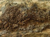 Psora tuckermanii image