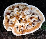 Ryvardenia campyla image