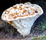 Ryvardenia campyla image