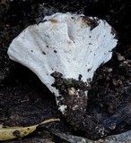 Ryvardenia campyla image