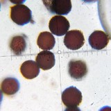 Elaphomyces granulatus image