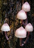 Mycena kuurkacea image