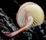 Mycena kuurkacea image
