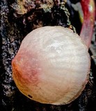 Mycena kuurkacea image