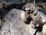 Geastrum hieronymi image
