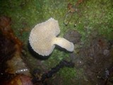 Helvella macropus image
