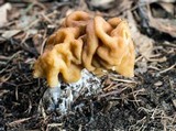 Gyromitra korfii image