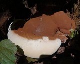 Ganoderma polychromum image
