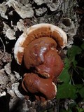 Ganoderma polychromum image