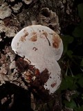 Ganoderma polychromum image