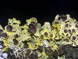 Vulpicida canadensis image