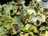 Vulpicida canadensis image