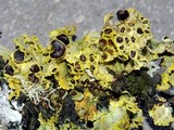 Vulpicida canadensis image