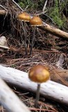 Psilocybe subaeruginosa image