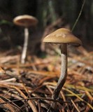 Psilocybe subaeruginosa image