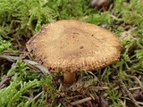 Inocybe salicis image