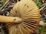 Inocybe salicis image