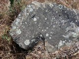 Xanthoparmelia lineola image