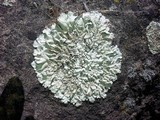 Xanthoparmelia lineola image