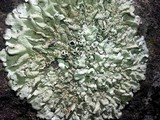 Xanthoparmelia lineola image