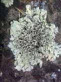 Xanthoparmelia lineola image