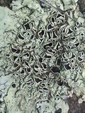Xanthoparmelia lineola image