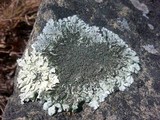 Xanthoparmelia mexicana image