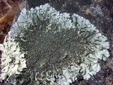 Xanthoparmelia mexicana image