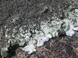 Xanthoparmelia mexicana image