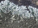 Xanthoparmelia mexicana image