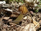 Morchella punctipes image