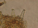Inocybe salicis image