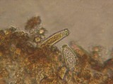 Inocybe salicis image