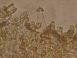 Inocybe salicis image