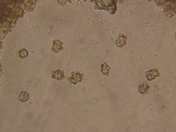Inocybe salicis image