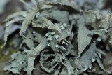 Ramalina americana image