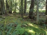 Inocybe salicis image
