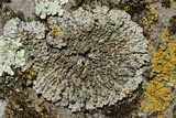 Physconia leucoleiptes image
