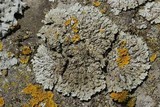 Physconia leucoleiptes image