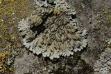 Physconia leucoleiptes image