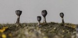 Phaeocalicium populneum image