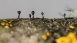 Phaeocalicium populneum image