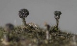 Phaeocalicium populneum image