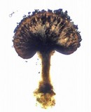 Phaeocalicium populneum image