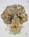 Phaeocalicium populneum image